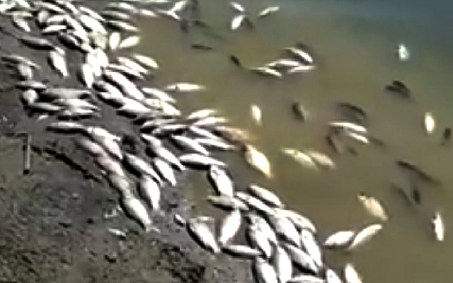 Çokal Barajı’nda Balık Ölümleri