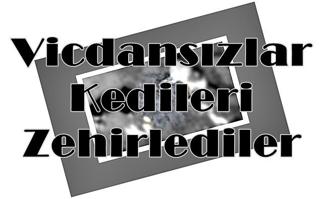 Vicdansızlar Kedileri Zehirlediler