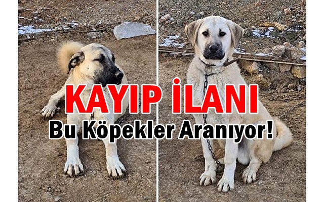 Kayıp İlanı : Bu Köpekler Aranıyor!