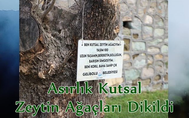 Asırlık Kutsal Zeytin Ağaçları Dikildi