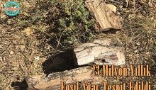 23 Milyon Yıllık Fosil Ağaç Tespit Edildi