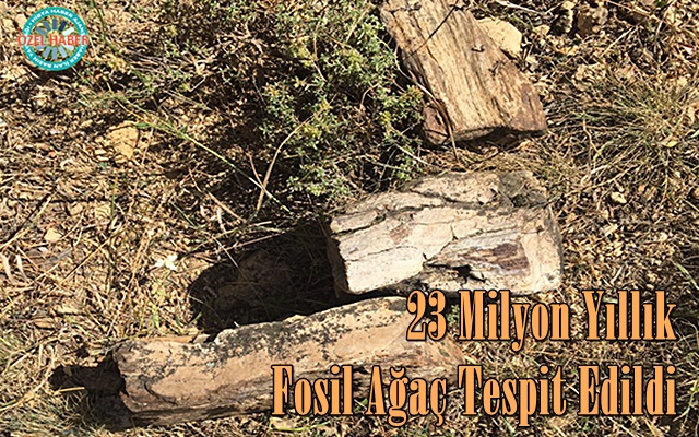 23 Milyon Yıllık Fosil Ağaç Tespit Edildi