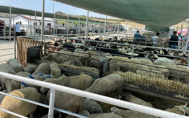 Kurban Bayramı Hazırlıkları Devam Ediyor