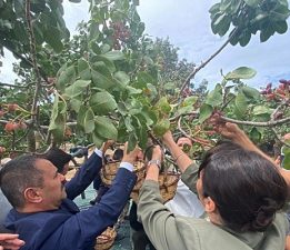 Fıstık Hasat Şenliği Yapıldı