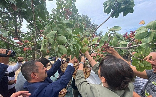 Fıstık Hasat Şenliği Yapıldı