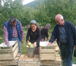 Kaz Dağları Kadınlarıyla Elma İmecesi