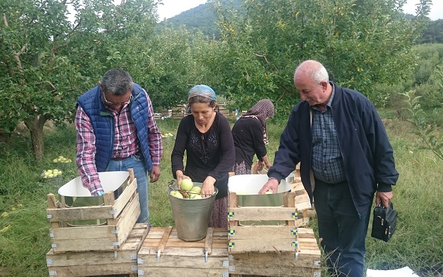 Kaz Dağları Kadınlarıyla Elma İmecesi