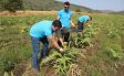 Tarımsal Kalkınma Çalışmaları Devam Ediyor