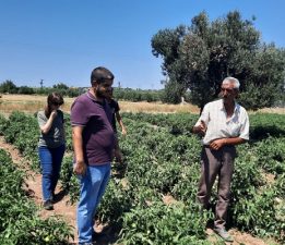 130 Bin Domates Fidesi Dağıtıldı