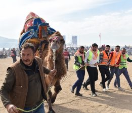 Büyük Truva Deve Güreşleri Festivali Gerçekleşti