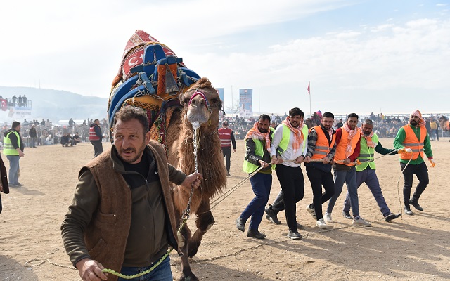 Büyük Truva Deve Güreşleri Festivali Gerçekleşti