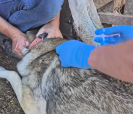Sürü Köpeklerine Mikroçip ve Kuduz Aşısı Uygulanıyor