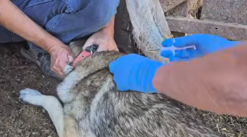 Sürü Köpeklerine Mikroçip ve Kuduz Aşısı Uygulanıyor