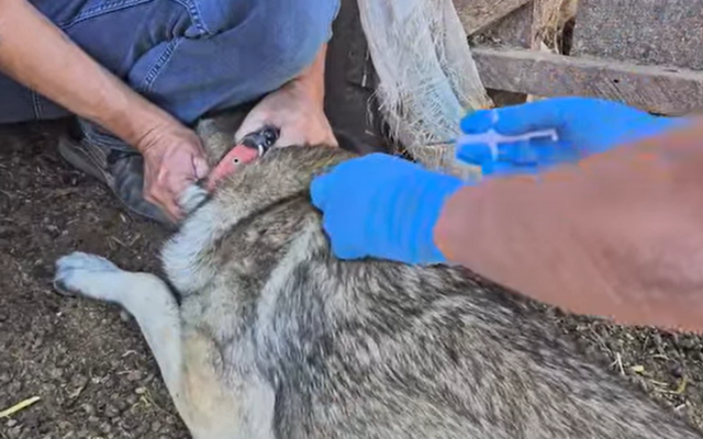 Sürü Köpeklerine Mikroçip ve Kuduz Aşısı Uygulanıyor
