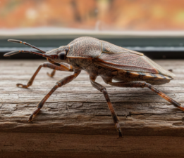Gelibolu’da “Kahverengi Kokarca” Tedbirleri