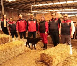 Çanakkale’de Hayvancılık Seferberliği: İlk Teslimat Yapıldı
