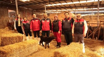 Çanakkale’de Hayvancılık Seferberliği: İlk Teslimat Yapıldı