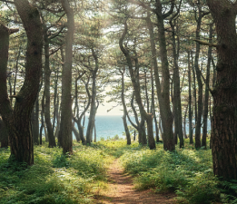 Dardanos Orman Kampı İçin Ortak Açıklama