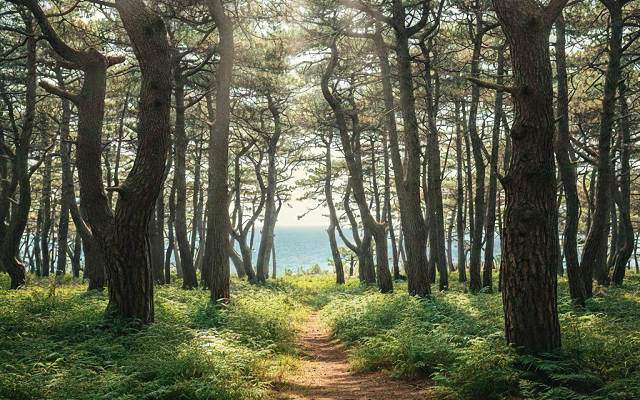Dardanos Orman Kampı İçin Ortak Açıklama