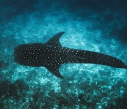 Maldivler İkonik Balina Köpek Balıklarını Korumak İçin Tech4Nature Projesini Başlattı