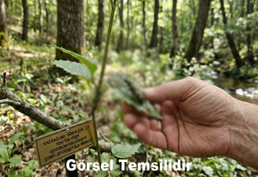 Kaz Dağlarında Yeni Bir Böcek Türü Keşfedildi