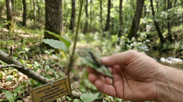 Kaz Dağlarında Yeni Bir Böcek Türü Keşfedildi