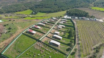 Sahipsiz Hayvan Mesaisi Sürüyor