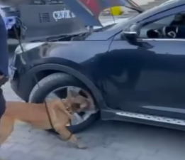 Biga’da Zehir Tacirlerine Darbe