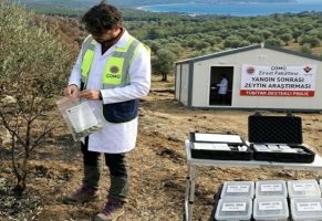 ÇOMÜ’den Yangın Sonrası Zeytin Araştırması