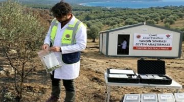 ÇOMÜ’den Yangın Sonrası Zeytin Araştırması