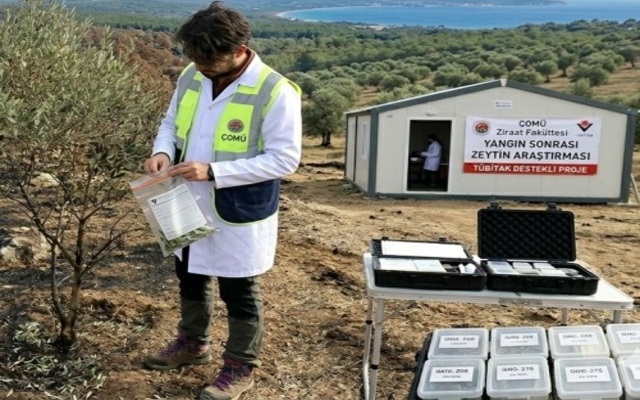 ÇOMÜ’den Yangın Sonrası Zeytin Araştırması