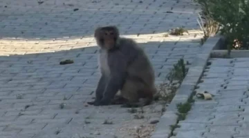 Hatay’da maymun paniği