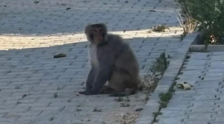 Hatay’da maymun paniği
