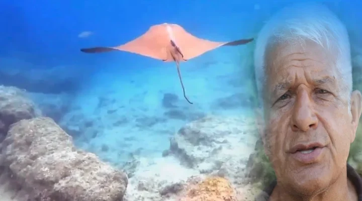 Kemer açıklarında görülen vatoz bilim dünyasında yankı uyandırdı